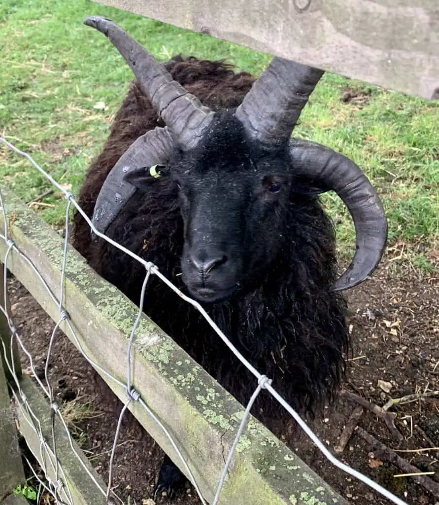 Wimpole Home Farm - Goat