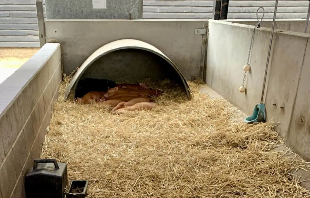 Wimpole Home Farm - Pigs